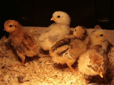 Chick’n Nuggets