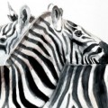 Watercolor wildlife painting of zebras by Elena Romanova