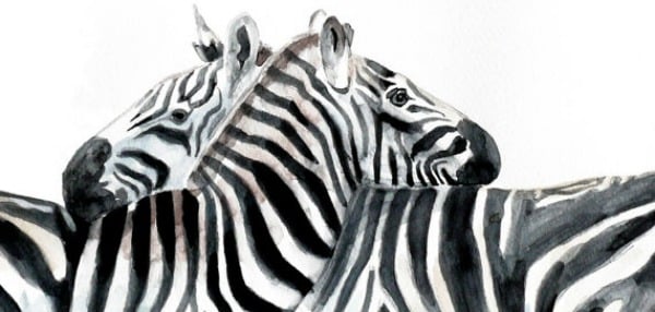 Watercolor wildlife painting of zebras by Elena Romanova