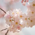 spring flowers (4)