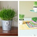 wheatgrass_collage_600