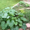 Texas gardening