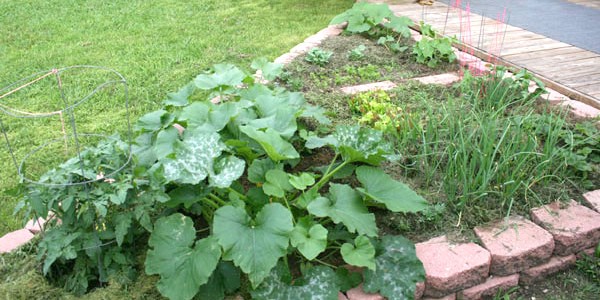 Our 2nd Texas Vegetable Garden