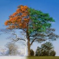 season-tree1