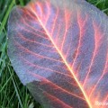Fall Leaf copy