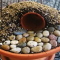 Feature Pic from Uncommon Designs resurrection garden