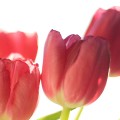 spring-flowers