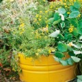 Garden feature pic