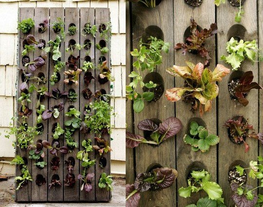 Vertical Lettuce Planter