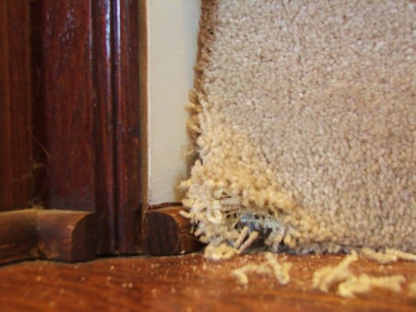 5 How To Remove Carpet From Stairs, By Cleverly Inspired, Featured On @Remodelaholic