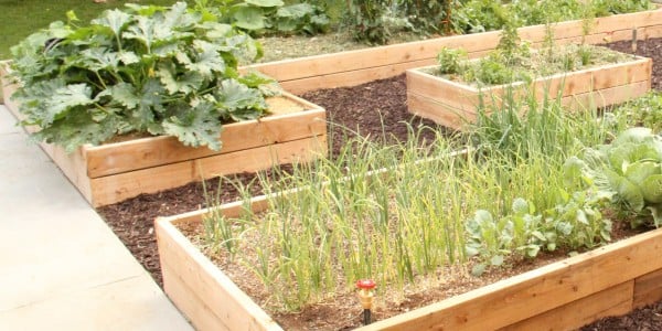 raised garden boxes