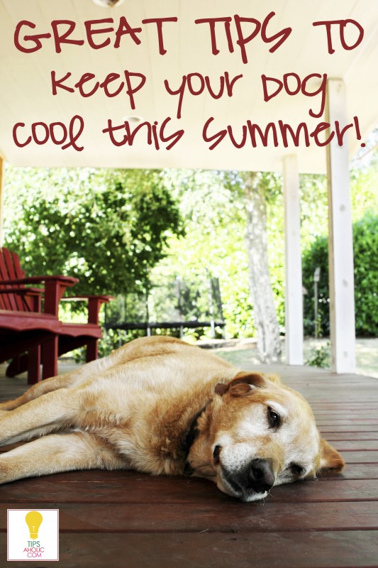 6 Ways to Keep Your Dog Cool in the Summer | Remodelaholic