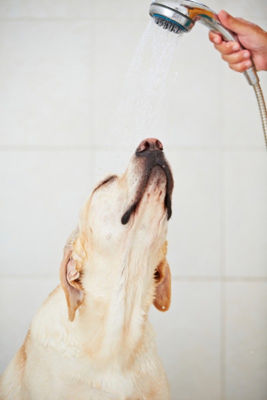 How to Bathe Your Pet - Tipsaholic.com