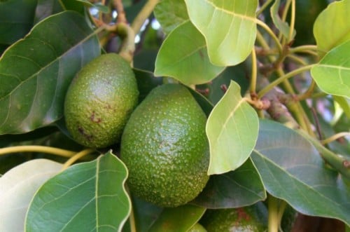 Avocado_604_0