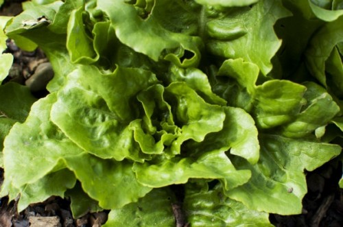 Lettuce_604