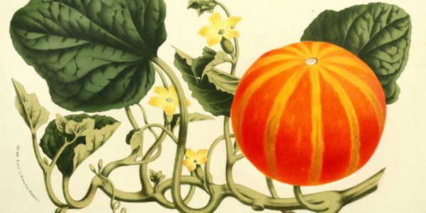 25 Free Natural History Images for Fall