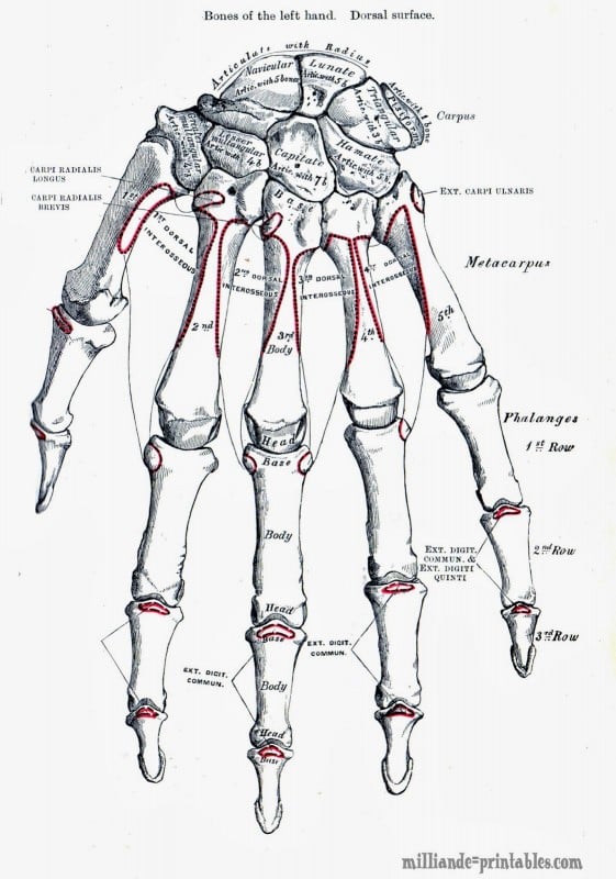 15 Free Vintage Medical Halloween Images | Remodelaholic.com