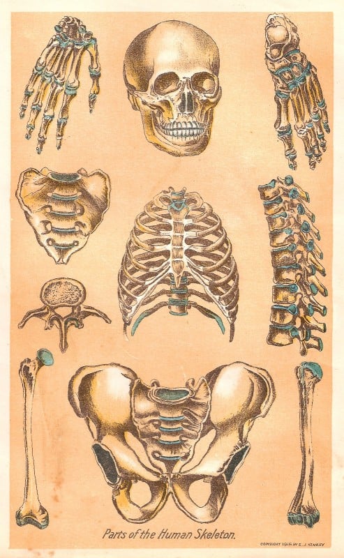15 Free Vintage Medical Halloween Images | Remodelaholic.com