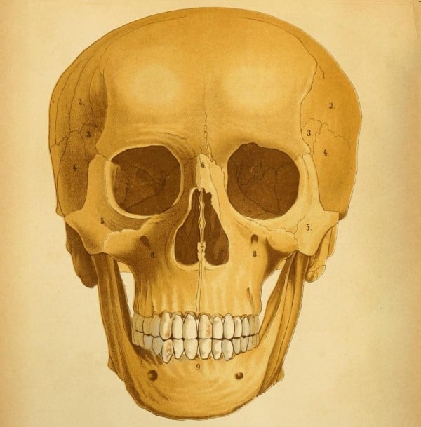 15 Free Vintage Medical Halloween Images | Remodelaholic.com