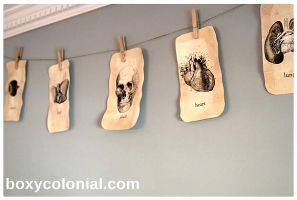 Vintage Anatomy Cards Banner