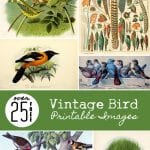 Over 25 Free Vintage Bird Printable Images | Remodelaholic.com #art #free #printable