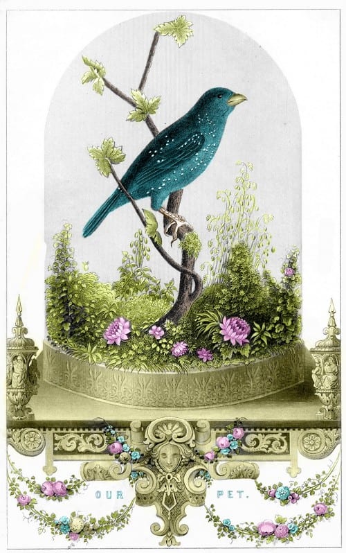 25 Free Vintage Bird Printable Images | Remodelaholic