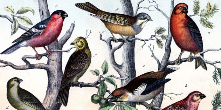 25 Free Vintage Bird Printable Images