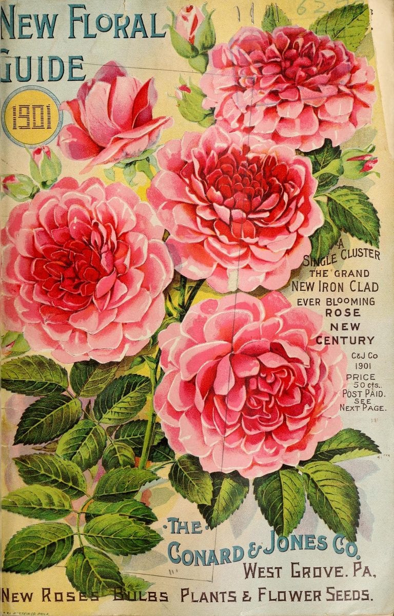 25 Free Printable Vintage Floral Images | Remodelaholic