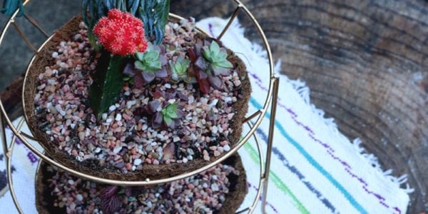 Fruit basket taking up too much counter space? Turn it into a gold succulent centerpiece for your outdoor parties!