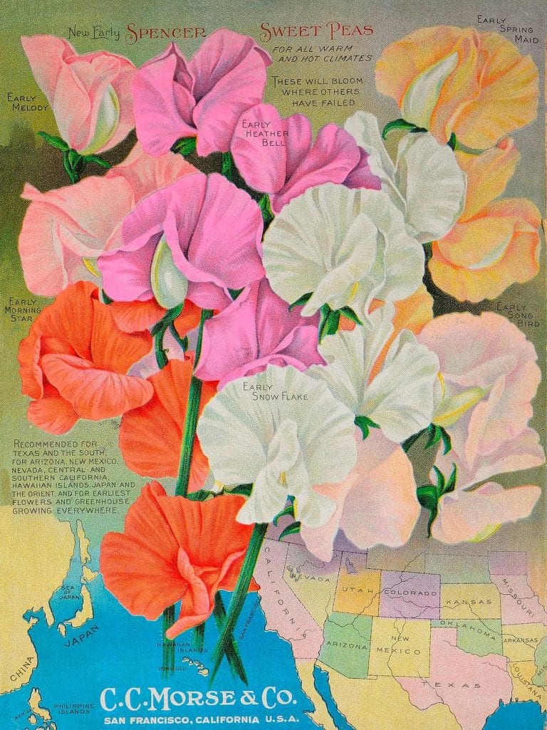 25 Free Printable Vintage Floral Images | Remodelaholic