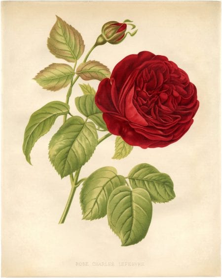25 Free Printable Vintage Floral Images | Remodelaholic