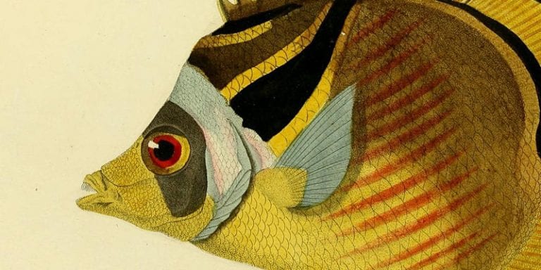 25+ Free Printable Vintage  Aquatic Images
