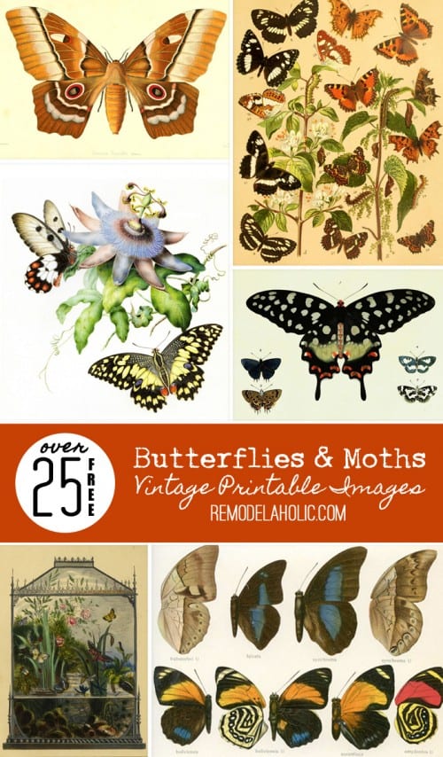 25+ Free Butterflies and Moths Vintage Printable Images | Remodelaholic