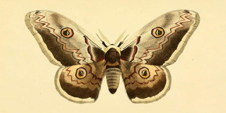 25+ Free Butterflies and Moths Vintage Printable Images