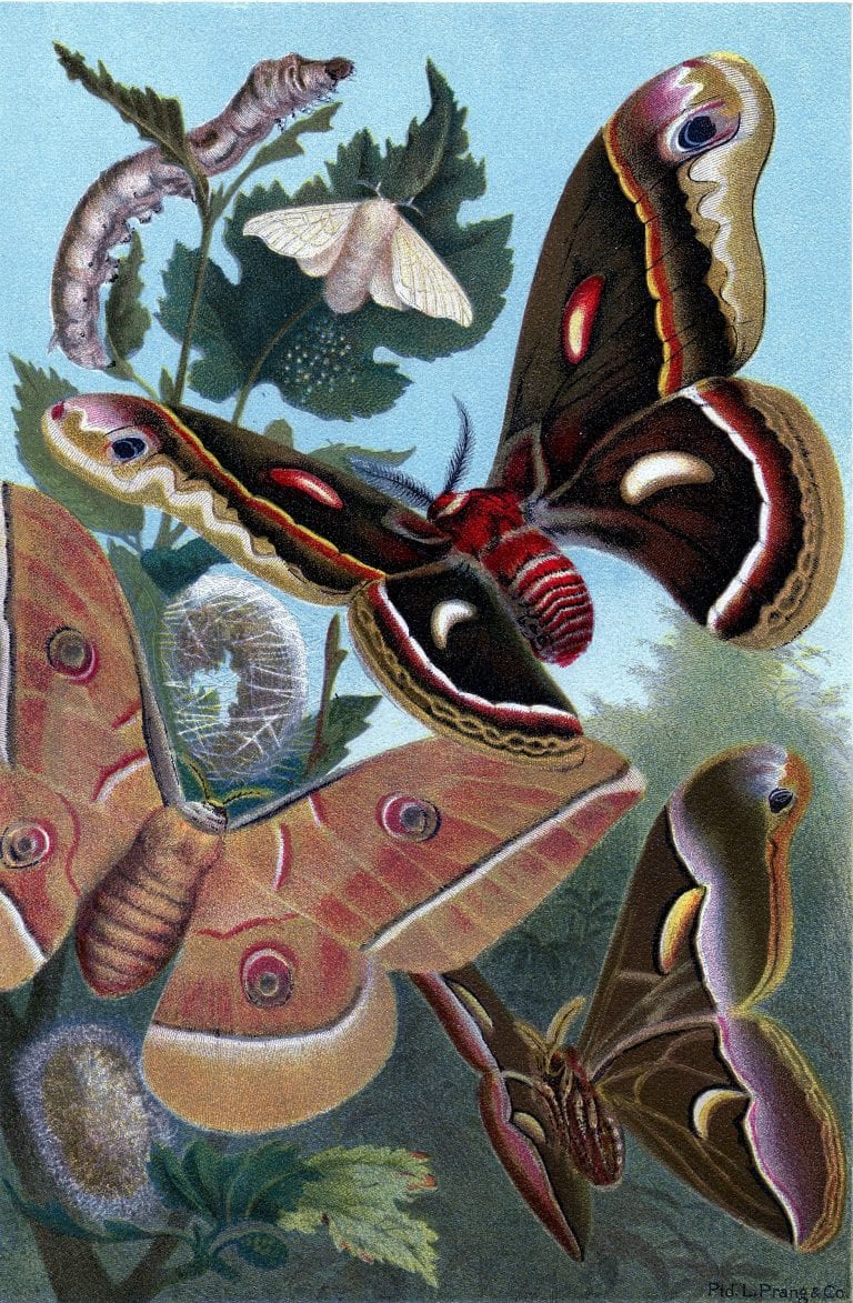 25+ Free Butterflies and Moths Vintage Printable Images | Remodelaholic