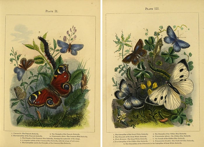 Remodelaholic | 25+ Free Butterflies and Moths Vintage Printable Images