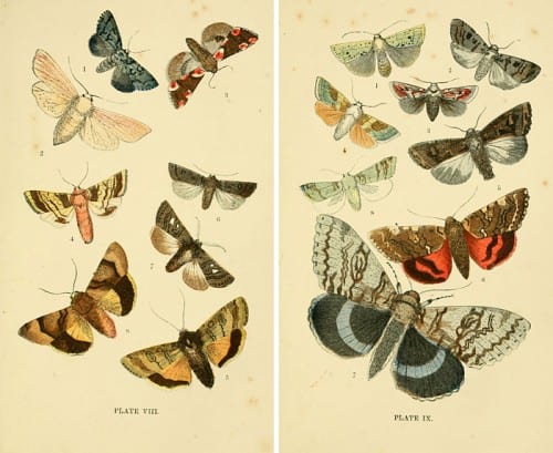 25+ Free Butterflies and Moths Vintage Printable Images | Remodelaholic