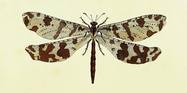 25+ Free Incredible Insects Vintage Printable Images