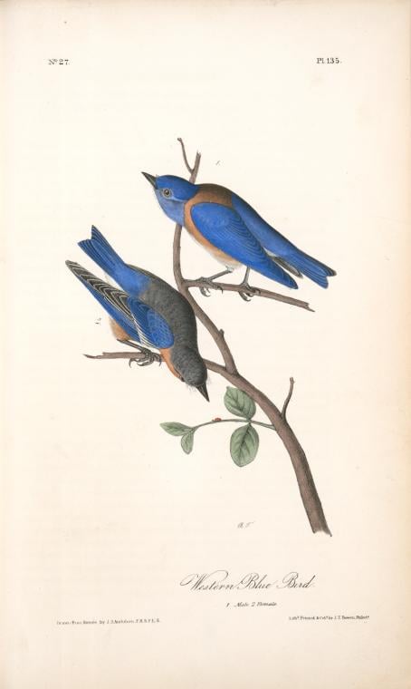 Vintage Audubon Print Western Blue Bird NYPL Vintage Audubon Print Western Blue Bird NYPL