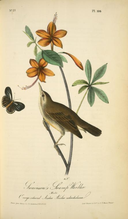 vintage Audubon print orange warbler bird NYPL