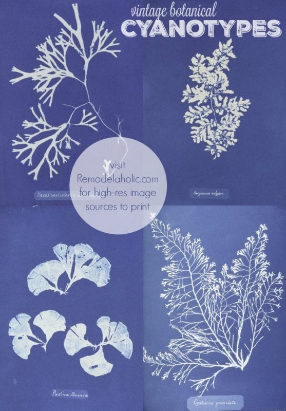 vintage botanical cyanotypes to print for decor via NYPL @Remodelaholic