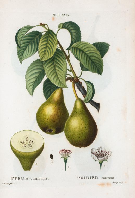 vintage printable colored book illustration of a pear NYPL