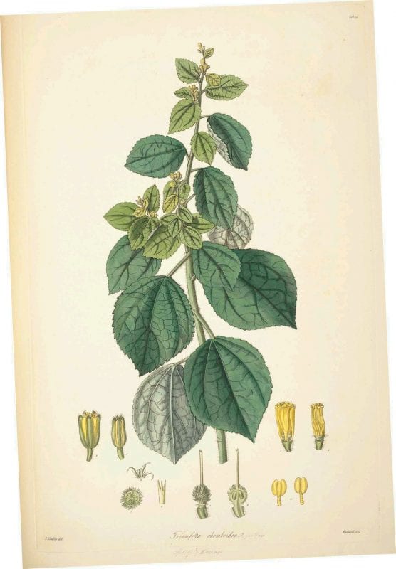 25