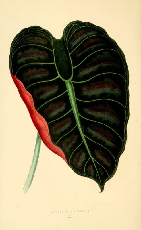 Les plantes a feuillage color&eacute;. v.1. Paris :Rothschild,1867-1870. https://biodiversitylibrary.org/item/55539
