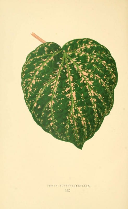 Les plantes a feuillage color&eacute;. v.1. Paris :Rothschild,1867-1870. https://biodiversitylibrary.org/item/55539