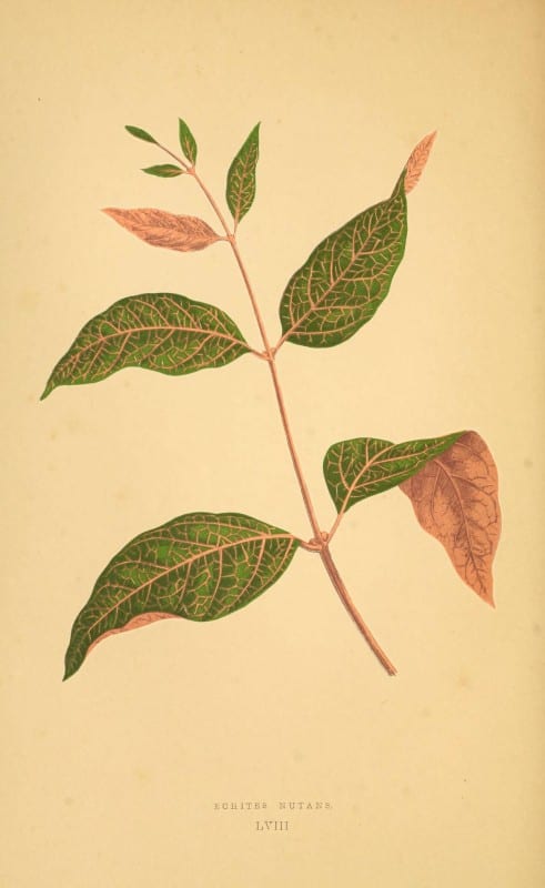 Les plantes a feuillage color&eacute;. v.1. Paris :Rothschild,1867-1870. https://biodiversitylibrary.org/item/55539