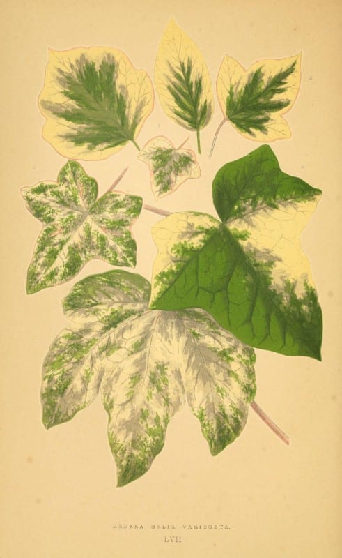 Les plantes a feuillage color&eacute;. v.1. Paris :Rothschild,1867-1870. https://biodiversitylibrary.org/item/55539