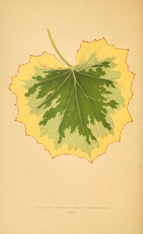 Les plantes a feuillage color&eacute;. v.1. Paris :Rothschild,1867-1870. https://biodiversitylibrary.org/item/55539