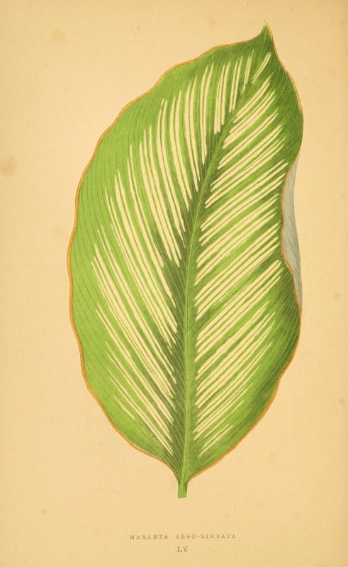 Les plantes a feuillage color&eacute;. v.1. Paris :Rothschild,1867-1870. https://biodiversitylibrary.org/item/55539