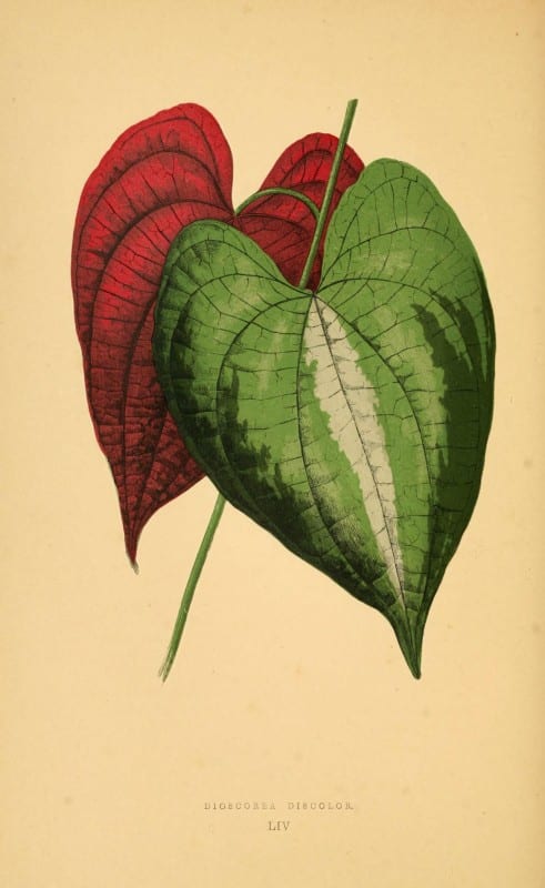 Les plantes a feuillage color&eacute;. v.1. Paris :Rothschild,1867-1870. https://biodiversitylibrary.org/item/55539